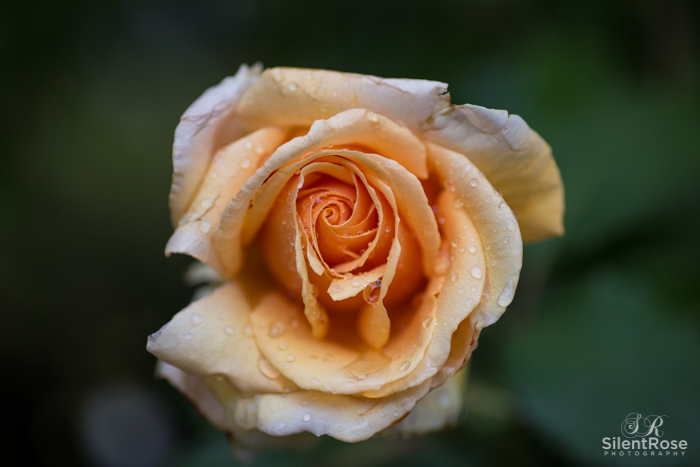 Rose Delight